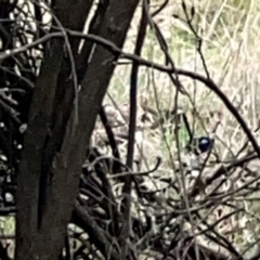 Malurus cyaneus at Mount Ainslie - 13 Mar 2024