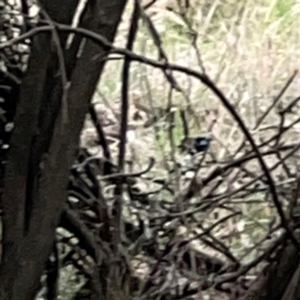 Malurus cyaneus at Mount Ainslie - 13 Mar 2024