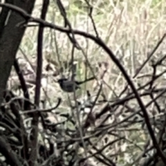 Malurus cyaneus at Mount Ainslie - 13 Mar 2024