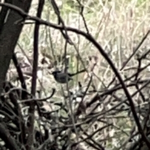 Malurus cyaneus at Mount Ainslie - 13 Mar 2024