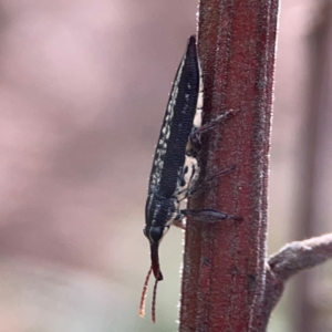 Rhinotia sp. (genus) at Mount Ainslie - 13 Mar 2024