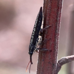 Rhinotia sp. (genus) at Mount Ainslie - 13 Mar 2024