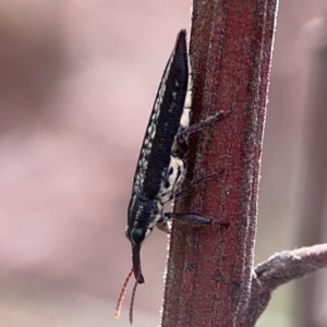 Rhinotia sp. (genus) at Mount Ainslie - 13 Mar 2024 04:41 PM