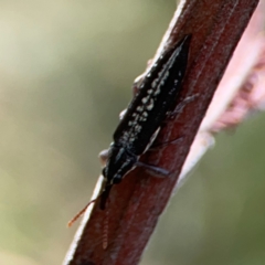 Rhinotia sp. (genus) at Mount Ainslie - 13 Mar 2024 04:41 PM