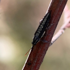 Rhinotia sp. (genus) at Mount Ainslie - 13 Mar 2024 04:41 PM