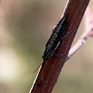 Rhinotia sp. (genus) at Mount Ainslie - 13 Mar 2024 04:41 PM