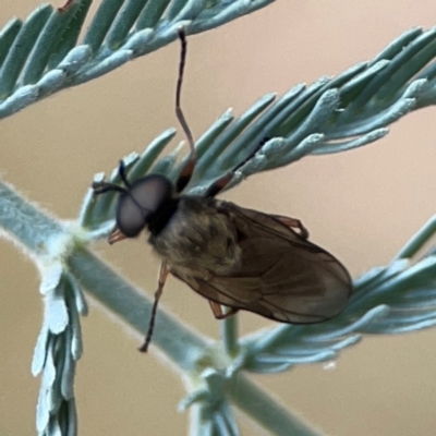 Unidentified Other true fly at Campbell, ACT - 13 Mar 2024 by Hejor1