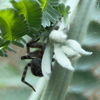 Badumna sp. (genus) (Lattice-web spider) at Campbell, ACT - 13 Mar 2024 by Hejor1