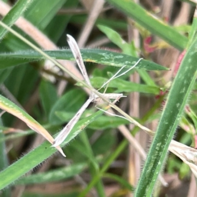 Stenoptilia zophodactylus (Dowdy Plume Moth) at Mount Ainslie - 13 Mar 2024 by Hejor1