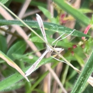 Stenoptilia zophodactylus at Mount Ainslie - 13 Mar 2024