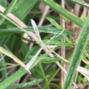 Stenoptilia zophodactylus at Mount Ainslie - 13 Mar 2024