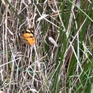 Heteronympha merope at Mount Ainslie - 13 Mar 2024