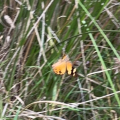 Heteronympha merope at Mount Ainslie - 13 Mar 2024