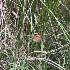 Heteronympha merope at Mount Ainslie - 13 Mar 2024