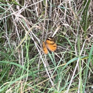 Heteronympha merope at Mount Ainslie - 13 Mar 2024