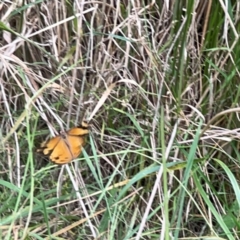 Heteronympha merope at Mount Ainslie - 13 Mar 2024