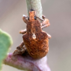 Gonipterus sp. (genus) (Eucalyptus Weevil) at Campbell, ACT - 13 Mar 2024 by Hejor1