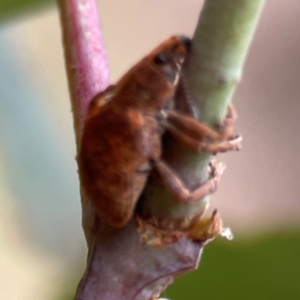 Gonipterus sp. (genus) at Mount Ainslie - 13 Mar 2024