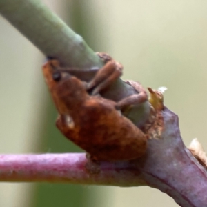 Gonipterus sp. (genus) at Mount Ainslie - 13 Mar 2024