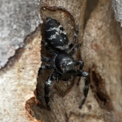 Sandalodes superbus (Ludicra Jumping Spider) at Campbell, ACT - 13 Mar 2024 by Hejor1