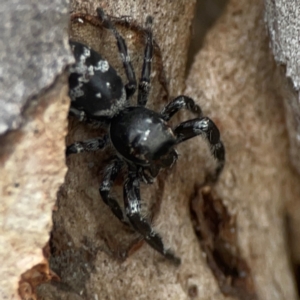 Sandalodes superbus at Mount Ainslie - 13 Mar 2024