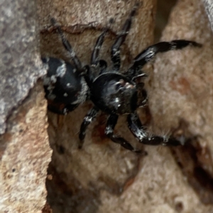 Sandalodes superbus at Mount Ainslie - 13 Mar 2024