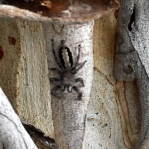 Sandalodes superbus at Mount Ainslie - 13 Mar 2024 04:18 PM