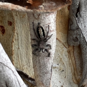 Sandalodes superbus at Mount Ainslie - 13 Mar 2024 04:18 PM