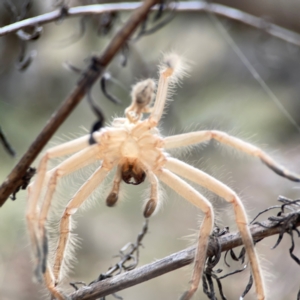 Sparassidae (family) at Mount Ainslie - 13 Mar 2024 04:13 PM