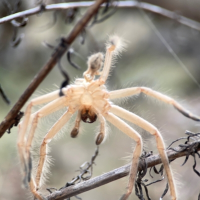 Sparassidae (family) (A Huntsman Spider) at Mount Ainslie - 13 Mar 2024 by Hejor1