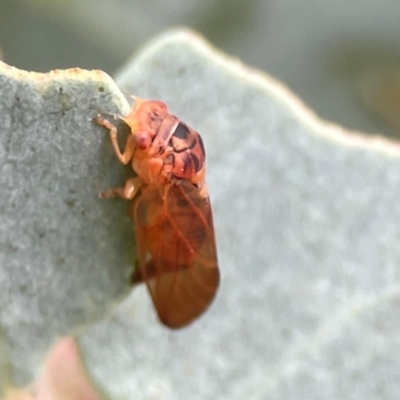 Psyllidae sp. (family) (Unidentified psyllid or lerp insect) at Campbell, ACT - 13 Mar 2024 by Hejor1