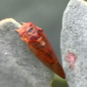 Psyllidae sp. (family) at Mount Ainslie - 13 Mar 2024