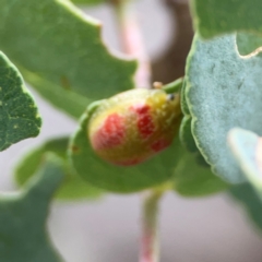 Paropsisterna fastidiosa (Eucalyptus leaf beetle) at Campbell, ACT - 13 Mar 2024 by Hejor1