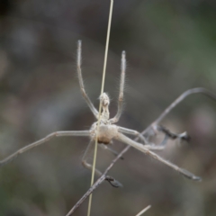 Sparassidae (family) (A Huntsman Spider) at Campbell, ACT - 13 Mar 2024 by Hejor1