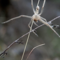 Sparassidae (family) at Mount Ainslie - 13 Mar 2024 04:07 PM