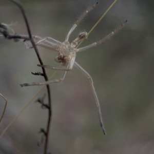 Sparassidae (family) at Mount Ainslie - 13 Mar 2024 04:07 PM