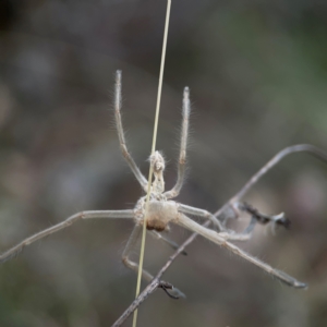 Sparassidae (family) at Mount Ainslie - 13 Mar 2024 04:07 PM