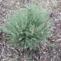 Daviesia genistifolia (Broom Bitter Pea) at Campbell, ACT - 13 Mar 2024 by Hejor1