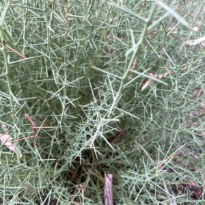 Daviesia genistifolia at Mount Ainslie - 13 Mar 2024