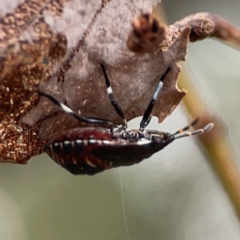 Asopinae sp. (Subfamily) (A predatory stink bug) at Campbell, ACT - 13 Mar 2024 by Hejor1