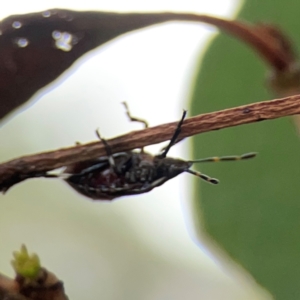 Asopinae sp. (Subfamily) at Mount Ainslie - 13 Mar 2024