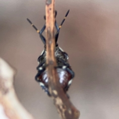 Asopinae sp. (Subfamily) at Mount Ainslie - 13 Mar 2024