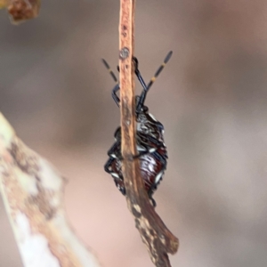 Asopinae sp. (Subfamily) at Mount Ainslie - 13 Mar 2024