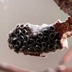 Asopinae sp. (Subfamily) at Mount Ainslie - 13 Mar 2024