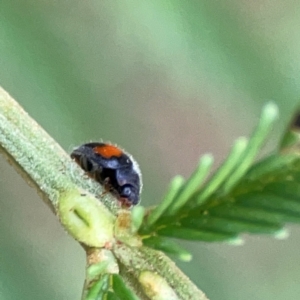 Diomus notescens at Mount Ainslie - 13 Mar 2024