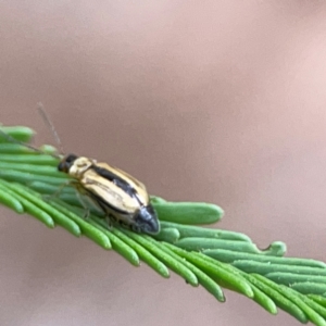 Monolepta froggatti at Mount Ainslie - 13 Mar 2024 03:58 PM