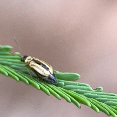 Monolepta froggatti (Leaf beetle) at Campbell, ACT - 13 Mar 2024 by Hejor1