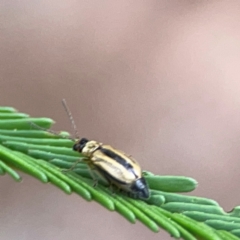 Monolepta froggatti at Mount Ainslie - 13 Mar 2024 03:58 PM