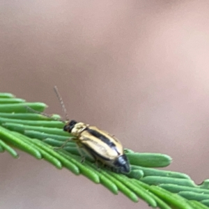 Monolepta froggatti at Mount Ainslie - 13 Mar 2024