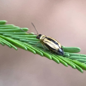 Monolepta froggatti at Mount Ainslie - 13 Mar 2024 03:58 PM